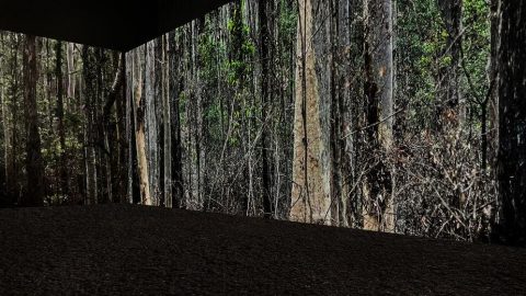Image for: Ad Atene una mostra su una foresta che non c’è più