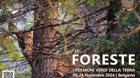 Image for: Un Festival dedicato alle Foreste, a Bergamo