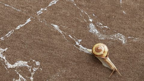 Image for: La collaborazione creativa tra esseri umani e natura, il mutuo appoggio in una mostra