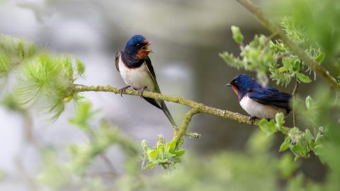Image for: Talk biodiversi: dialoghi sulla natura al MUSE di Trento