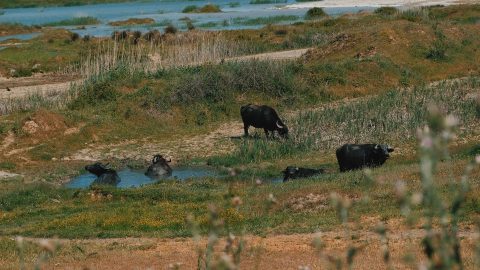 Image for: Una call, per un nuovo approccio al cibo e alla giustizia climatica